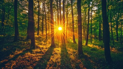 Fototapeta premium Sunset in the Forest: Golden Rays and Majestic Trees