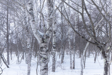 Naklejka premium 日本周遊 厳寒‐10度の奥日光あたり