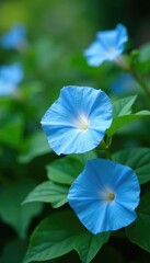 Morning glory blooms in shades of light blue amidst lush foliage, flower garden, foliage, botanical