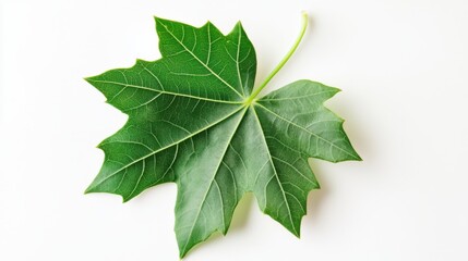 Obraz premium Pure White Canvas, a Pop of Green: Isolated Leaf