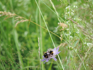 Zwei Hummel tummeln sich auf einer Blüte in der Wildwiese