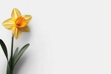 Fototapeta premium Bright yellow daffodil blooms against minimalistic white backgro