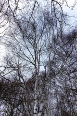 日本周遊　厳冬‐10度の奥日光あたり