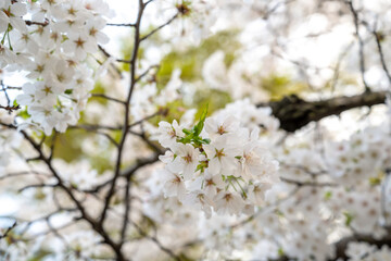 Obraz premium 桜, 桜フォト, 桜写真, 桜のある暮らし, 桜と犬, 桜とペット, 桜とわんこ, 桜ロケーション撮影