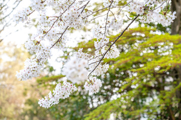 桜, 桜フォト, 桜写真, 桜のある暮らし, 桜と犬, 桜とペット, 桜とわんこ, 桜ロケーション撮影