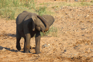 Obraz premium Afrikanischer Elefant / African elephant / Loxodonta africana