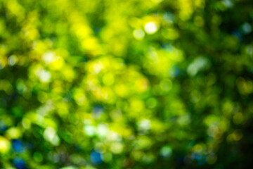 Obraz premium Green leaf blurred background. Bokeh nature background. Green leaf in forest. Leaves blurred backdrop. Bokeh green background. Leaves plants blurred backdrop.