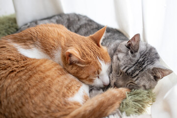 窓辺で眠る二匹の猫