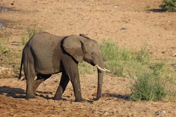 Afrikanischer Elefant / African elephant / Loxodonta africana