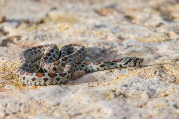 Leopard snake, or European Ratsnake, Zamenis situla, known as a Lifgha in Maltese. Found in Malta.