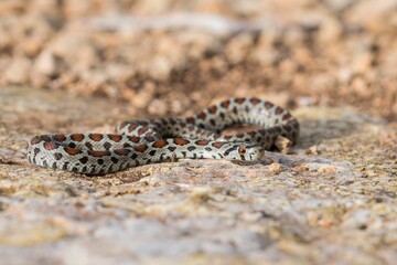 Leopard snake, or European Ratsnake, Zamenis situla, known as a Lifgha in Maltese. Found in Malta.