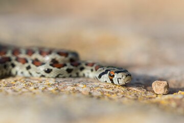 Leopard snake, or European Ratsnake, Zamenis situla, known as a Lifgha in Maltese. Found in Malta.