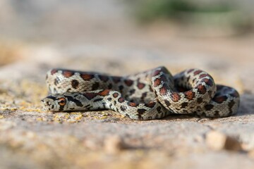 Leopard snake, or European Ratsnake, Zamenis situla, known as a Lifgha in Maltese. Found in Malta.