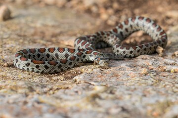 Leopard snake, or European Ratsnake, Zamenis situla, known as a Lifgha in Maltese. Found in Malta.