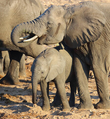 Afrikanischer Elefant / African elephant / Loxodonta africana