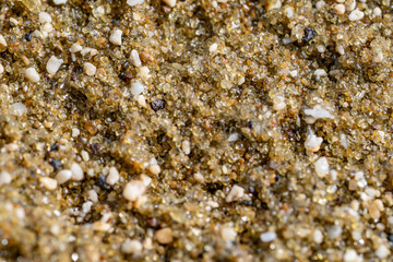 Diamond Head Beach Park, Honolulu, Oahu, Hawaii. olivine sand. Shells and Coral Sand. Bioerosion
