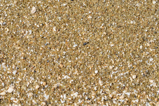 Diamond Head Beach Park, Honolulu, Oahu, Hawaii. olivine sand. Shells and Coral Sand. Bioerosion
