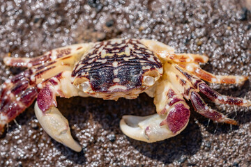 Pachygrapsus plicatus, PLEATED ROCK CRAB  'A'AMA. Pachygrapsus is a genus of small shore crabs. Diamond Head Beach Park, Honolulu, Oahu, Hawaii.
