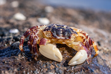 Pachygrapsus plicatus, PLEATED ROCK CRAB  'A'AMA. Pachygrapsus is a genus of small shore crabs. Diamond Head Beach Park, Honolulu, Oahu, Hawaii.
