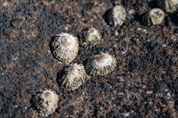 Siphonaria nuttallii, Siphonaria is a genus of air-breathing sea snails or false limpets. Diamond Head Beach Park, Honolulu, Oahu, Hawaii.