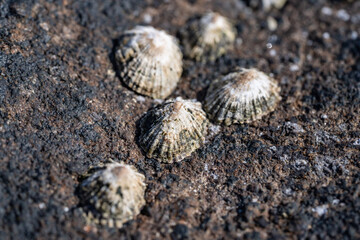 Siphonaria nuttallii, Siphonaria is a genus of air-breathing sea snails or false limpets. Diamond Head Beach Park, Honolulu, Oahu, Hawaii.