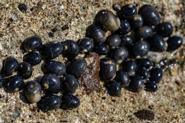 Nerita Picea, Hawaiian black nerite or Pipipi in Hawaiian, is a species of marine gastropod mollusc in the family Neritidae. intertidal zone. Diamond Head Beach Park, Honolulu, Oahu, Hawaii.
