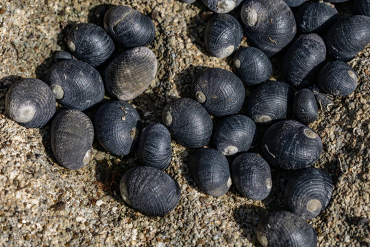 Nerita Picea, Hawaiian black nerite or Pipipi in Hawaiian, is a species of marine gastropod mollusc in the family Neritidae. intertidal zone. Diamond Head Beach Park, Honolulu, Oahu, Hawaii.
