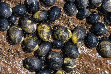 Nerita Picea, Hawaiian black nerite or Pipipi in Hawaiian, is a species of marine gastropod mollusc in the family Neritidae. intertidal zone. Diamond Head Beach Park, Honolulu, Oahu, Hawaii.

