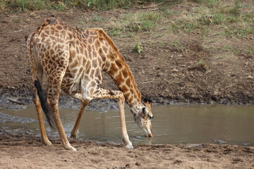 Giraffe / Giraffe / Giraffa camelopardalis