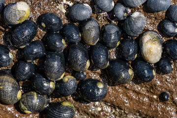 Nerita Picea, Hawaiian black nerite or Pipipi in Hawaiian, is a species of marine gastropod mollusc in the family Neritidae. intertidal zone. Diamond Head Beach Park, Honolulu, Oahu, Hawaii.
