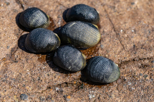 Nerita Picea, Hawaiian black nerite or Pipipi in Hawaiian, is a species of marine gastropod mollusc in the family Neritidae. intertidal zone. Diamond Head Beach Park, Honolulu, Oahu, Hawaii.
