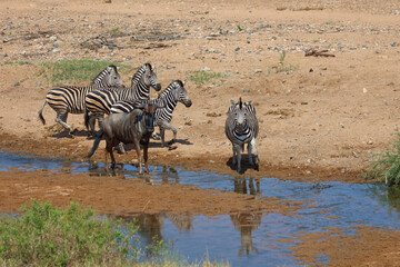 Streifengnu und Steppenzebra / Blue wildebeest and Burchell's zebra/ Connochaetes taurinus et Equus...