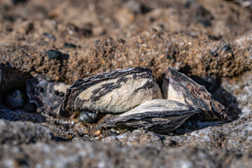 Isognomon californicus, the black purse shell or nahawele in Hawaiian, is a species of bivalve in the family Isognomonidae. Diamond Head Beach Park, Honolulu, Oahu, Hawaii.
