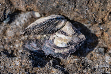 Isognomon californicus, the black purse shell or nahawele in Hawaiian, is a species of bivalve in the family Isognomonidae. Diamond Head Beach Park, Honolulu, Oahu, Hawaii.
