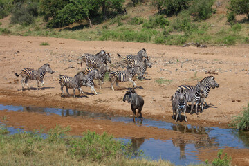 Streifengnu und Steppenzebra / Blue wildebeest and Burchell's zebra/ Connochaetes taurinus et Equus burchellii.