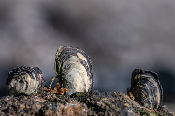 Isognomon californicus, the black purse shell or nahawele in Hawaiian, is a species of bivalve in the family Isognomonidae. Diamond Head Beach Park, Honolulu, Oahu, Hawaii.
