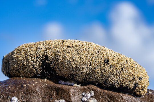 Holothuria atra,  the black sea cucumber or lollyfish, is a species of marine invertebrate in the family Holothuriidae.  Diamond Head Beach Park, Honolulu, Oahu, Hawaii.

