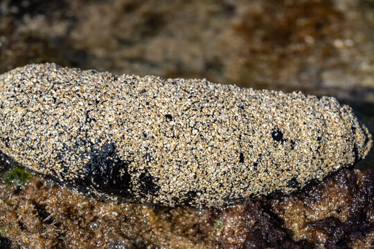 Holothuria atra,  the black sea cucumber or lollyfish, is a species of marine invertebrate in the family Holothuriidae.  Diamond Head Beach Park, Honolulu, Oahu, Hawaii.

