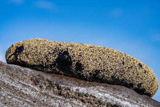Holothuria atra,  the black sea cucumber or lollyfish, is a species of marine invertebrate in the family Holothuriidae.  Diamond Head Beach Park, Honolulu, Oahu, Hawaii.
