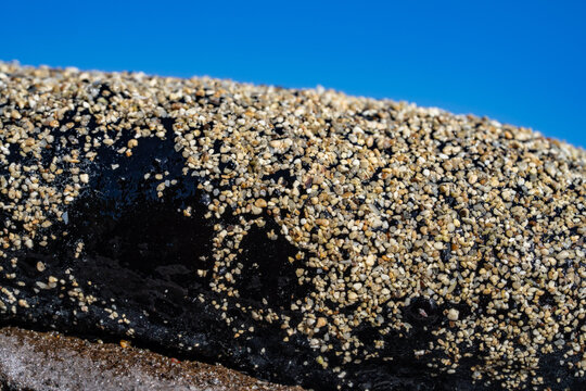 Holothuria atra,  the black sea cucumber or lollyfish, is a species of marine invertebrate in the family Holothuriidae.  Diamond Head Beach Park, Honolulu, Oahu, Hawaii.
