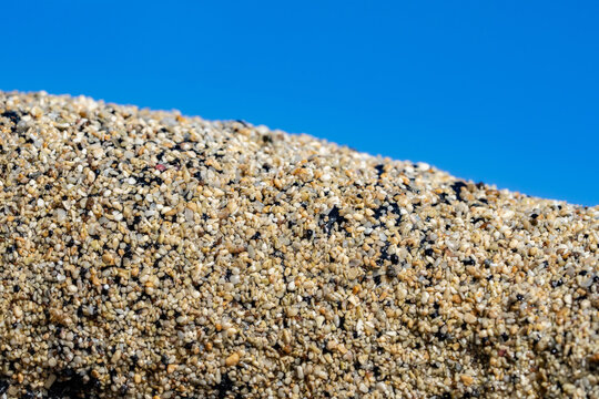 Holothuria atra,  the black sea cucumber or lollyfish, is a species of marine invertebrate in the family Holothuriidae.  Diamond Head Beach Park, Honolulu, Oahu, Hawaii.
