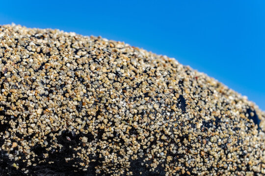 Holothuria atra,  the black sea cucumber or lollyfish, is a species of marine invertebrate in the family Holothuriidae.  Diamond Head Beach Park, Honolulu, Oahu, Hawaii.
