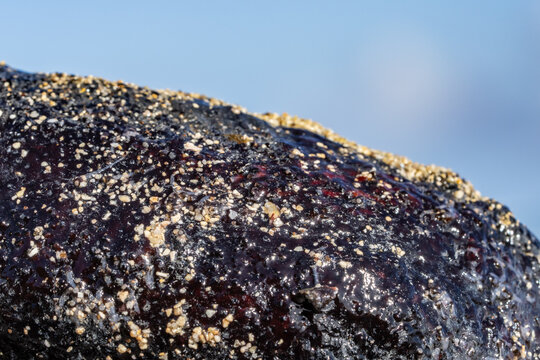 Holothuria atra,  the black sea cucumber or lollyfish, is a species of marine invertebrate in the family Holothuriidae.  Diamond Head Beach Park, Honolulu, Oahu, Hawaii.
