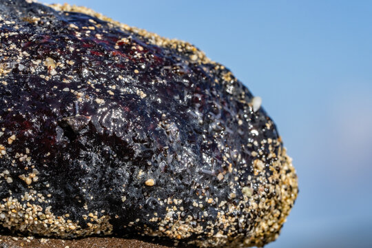 Holothuria atra,  the black sea cucumber or lollyfish, is a species of marine invertebrate in the family Holothuriidae.  Diamond Head Beach Park, Honolulu, Oahu, Hawaii.
