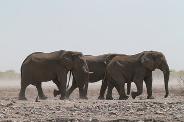 Fototapeta premium Elefanten im Etosha Gebiet im Norden Namibias
