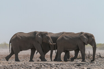 Fototapeta premium Elefanten im Etosha Gebiet im Norden Namibias
