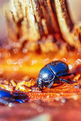 Beetle foraging for sap on a tree stump