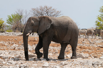 Fototapeta premium Elefant im Etosha-Gebiet bei einem Wasserloch