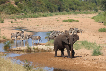 Afrikanischer Elefant und Steppenzebra im Tsendze River/ African elephant  and Burchell's zebra in...