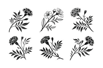 Marigold (Tagetes spp.) silhouette vector illustration